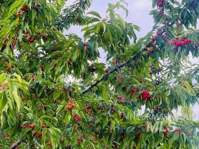 3816 Ringneck Dr, Nampa, ID 83686