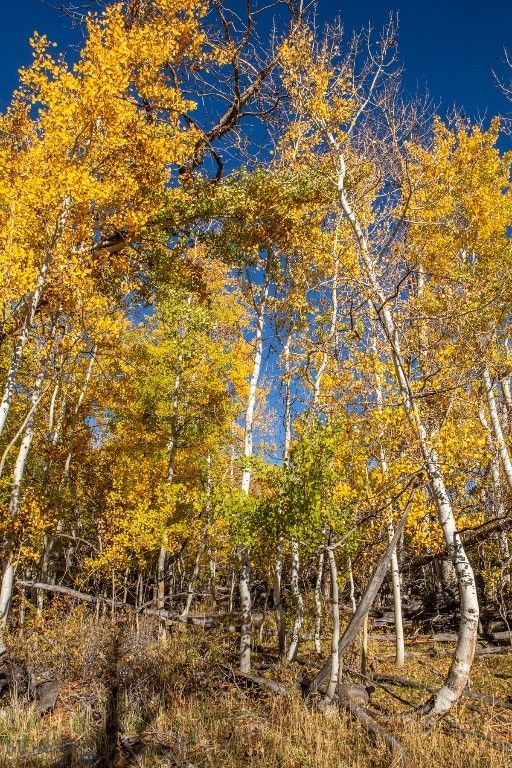 3007 Coyote Creek, Dillon, MT 59725 photo 43