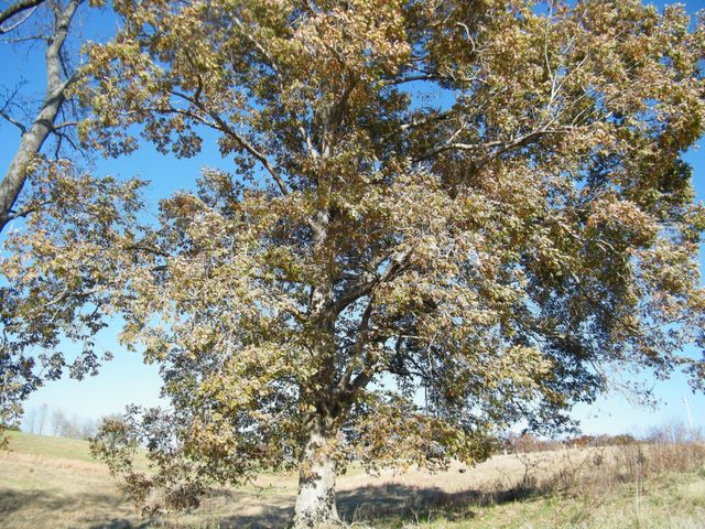 18B Galen Road, Lafayette, TN 37083