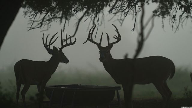 7915 County Road 203, Beeville, TX 78102