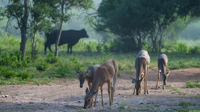 7915 County Road 203, Beeville, TX 78102