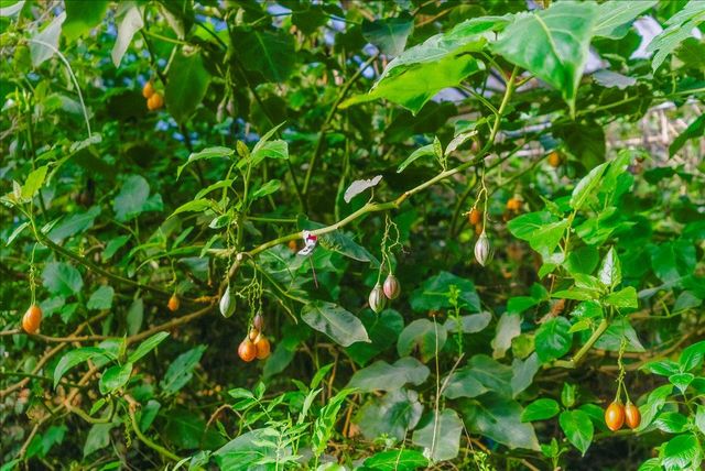 371 Calabasas Road, Watsonville, CA 95076