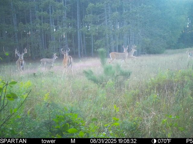 72000 E 46th Road, Cadillac, MI 49601