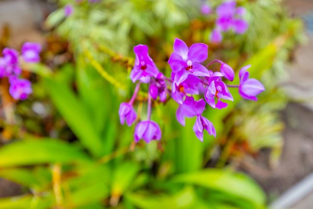 1450 S Kihei Rd Apt F201, Kihei, HI 96753