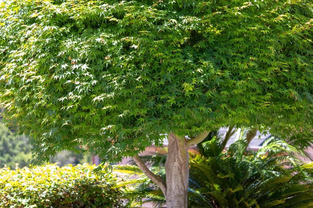 Image 46 of property listing at 10353 Royal Oak Rd, Oakland, CA 94605