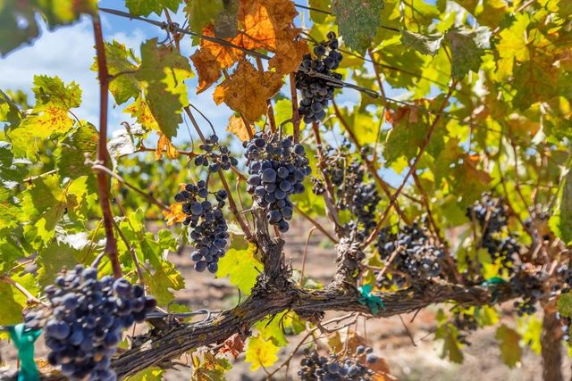 32852 S River Rd, Clarksburg, CA 95612