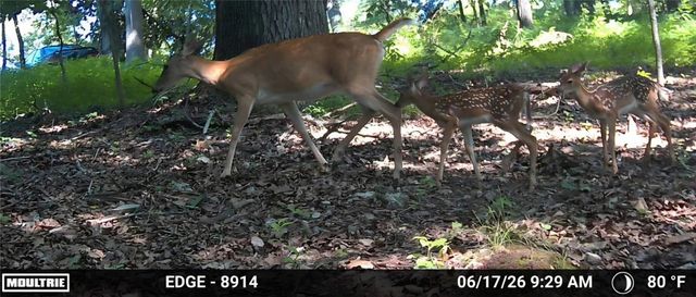 Hickory Hills Drive, Rogers, AR 72756
