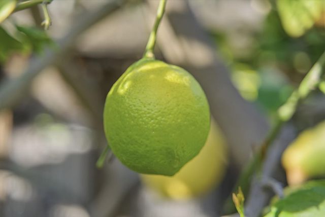 956 Norin Court, Campbell, CA 95008