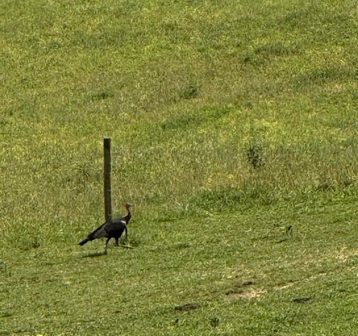 1440 Lawson Bend Road, Williamsburg, KY 40769