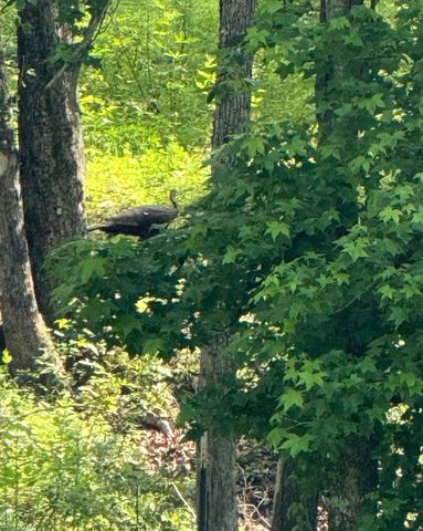 1440 Lawson Bend Road, Williamsburg, KY 40769