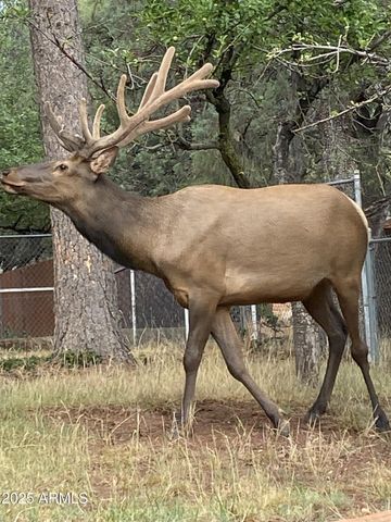 3868 N BLOODY BASIN Road, Pine, AZ 85544