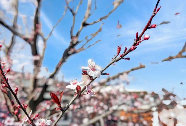 8356 Berman Walk Way, Citrus Heights, CA 95610