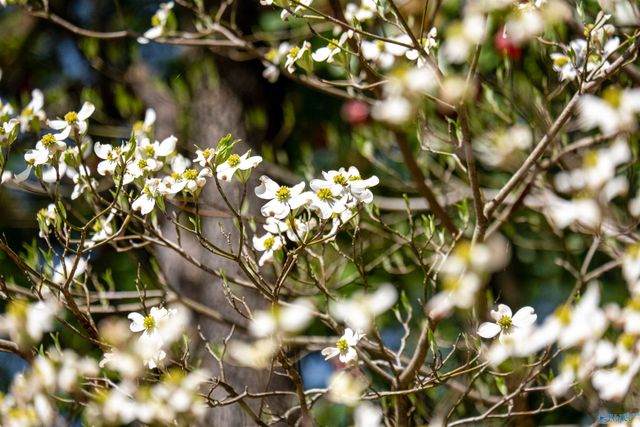 235 Riley Street, Gadsden, AL 35901