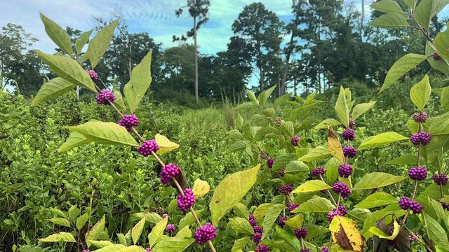 8301 State Highway 7 Highway E, Centerville, TX 75833