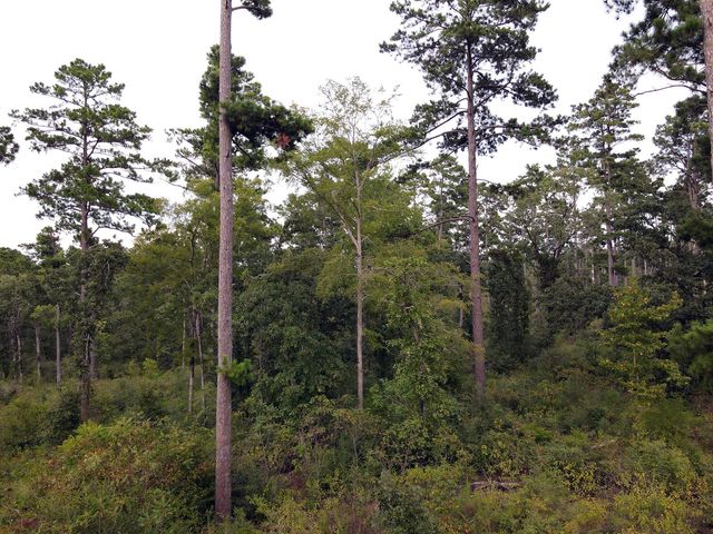 8301 State Highway 7 Highway E, Centerville, TX 75833