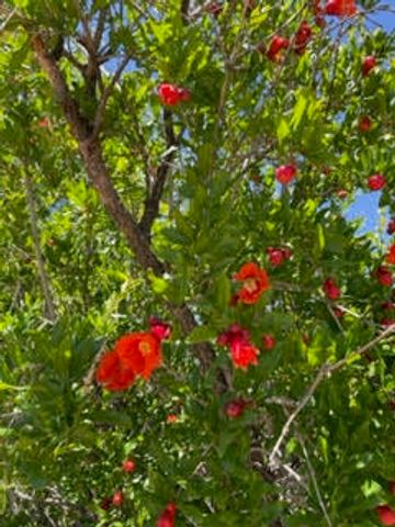 2000 W Mate Court NE, Rio Rancho, NM 87144