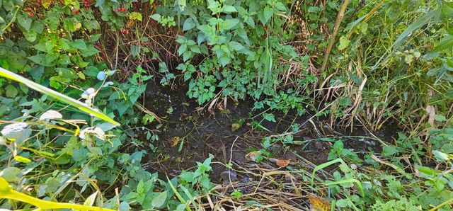 15531 County 21, Canton Twp, MN 55922