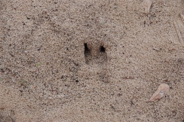 3842 Fm 2029, Telephone, TX 75488