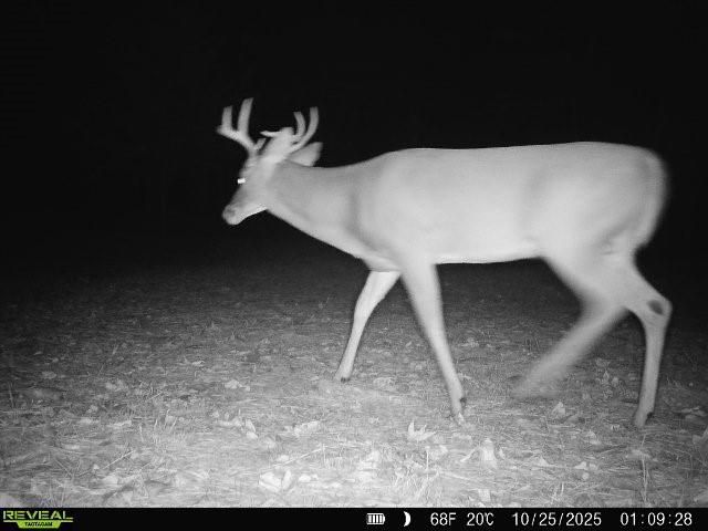 3904 Richardson Road E, Livingston, TX 77351