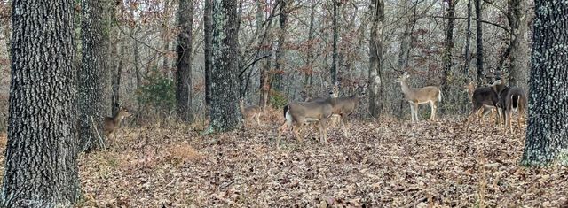 337 Hillcrest Road, Mammoth Spring, AR 72554