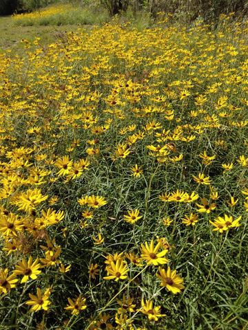 27186 Fields Store Road, Waller, TX 77484