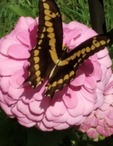 27186 Fields Store Road, Waller, TX 77484