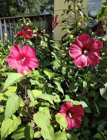 27186 Fields Store Road, Waller, TX 77484