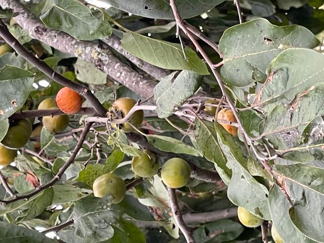 3917 County Road 4220, West Plains, MO 65775