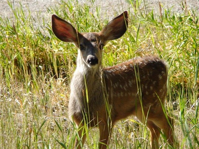 2003 Last Best PLACE, Other-see Remarks, MT 59875