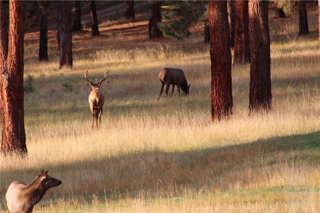 2003 Last Best PLACE, Other-see Remarks, MT 59875