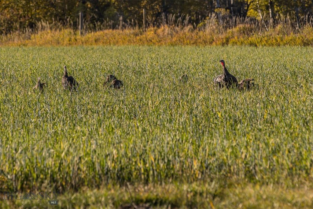 10669 Gee Norman Road, Belgrade, MT 59714 photo 32