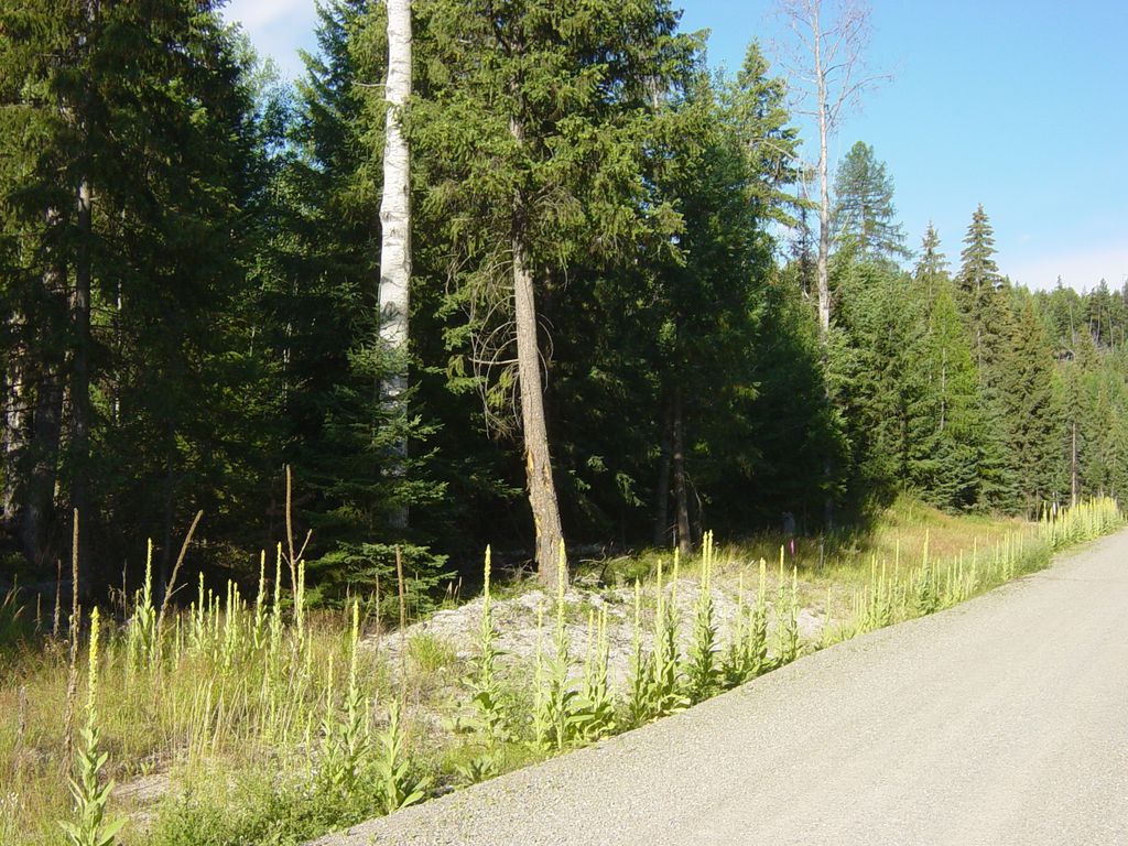 NHN Lot 11 Davis Creek Road, Libby, MT 59923 photo 3