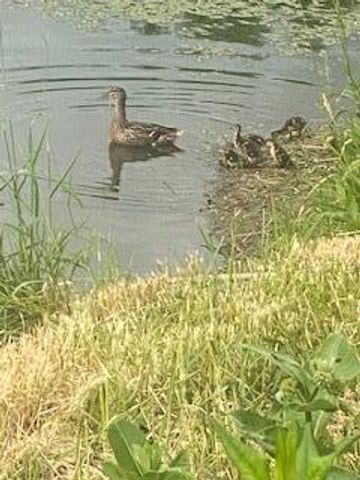 4826 57th Street NW, Rochester, MN 55901