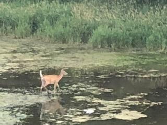 4826 57th Street NW, Rochester, MN 55901