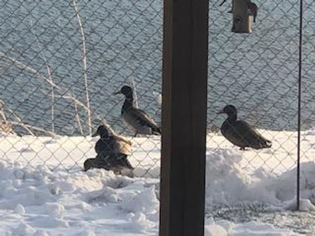 4826 57th Street NW, Rochester, MN 55901