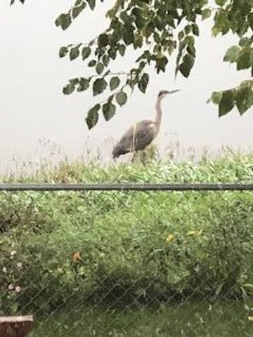 4826 57th Street NW, Rochester, MN 55901