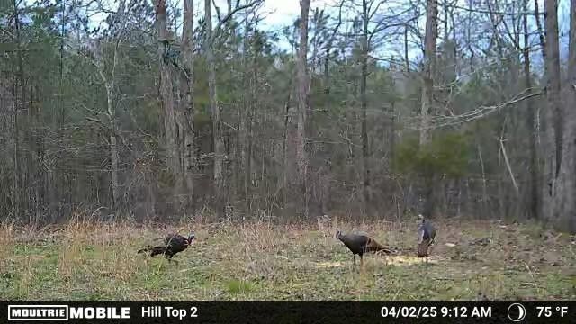 0 Rocky Point Rd, Stewart, TN 37175