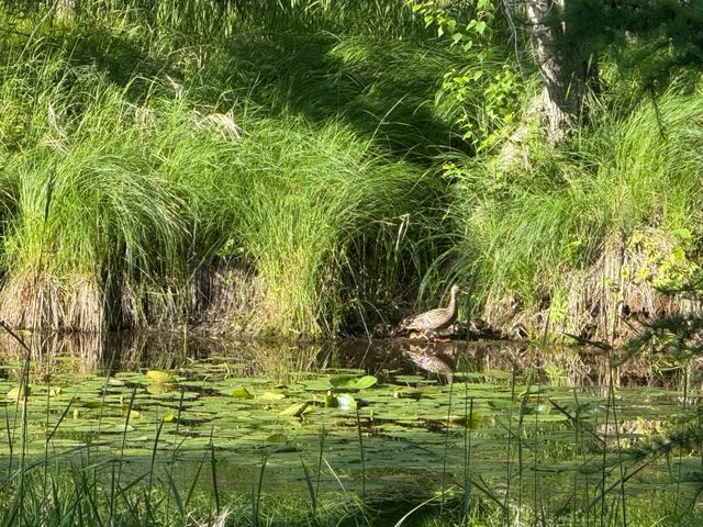 27162 Greenwood Isle Circle, Bay Lake Twp, MN 56444