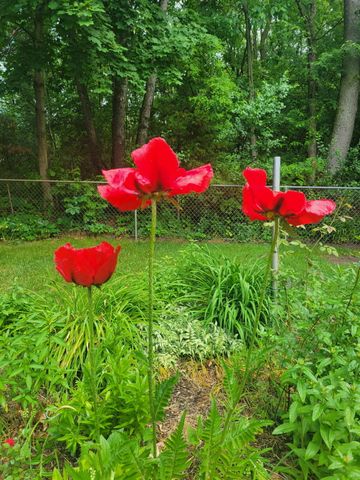 165 Thelma Drive, Battle Creek, MI 49014