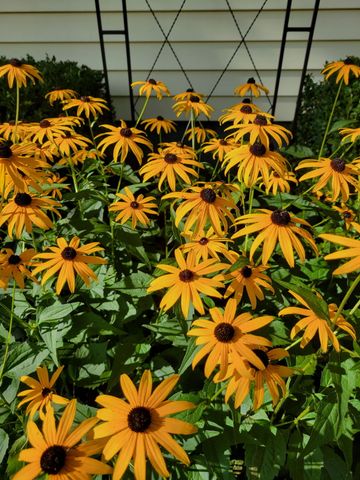 165 Thelma Drive, Battle Creek, MI 49014