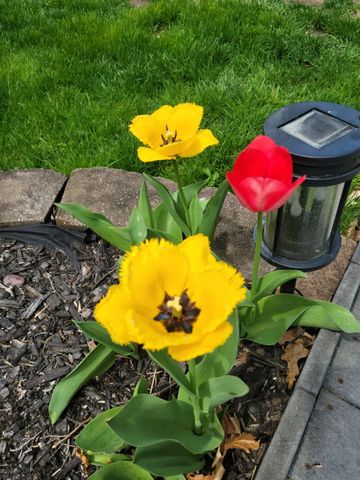 165 Thelma Drive, Battle Creek, MI 49014