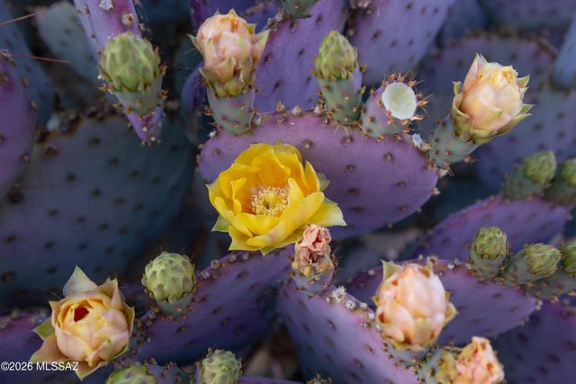 12252 N Wind Runner Parkway, Marana, AZ 85658