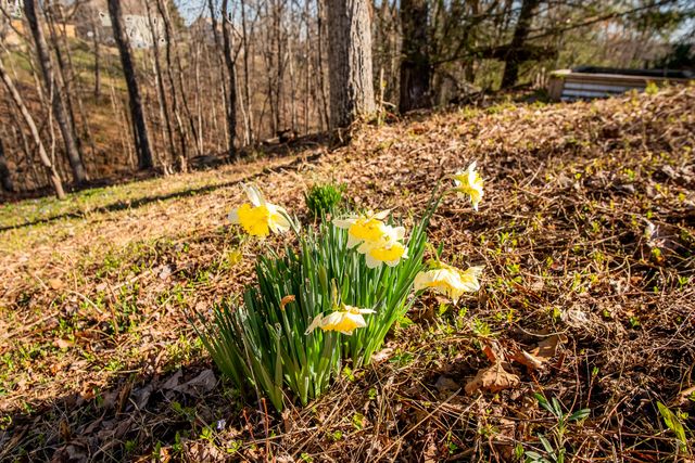 6747 Sawtooth Drive, Ooltewah, TN 37363