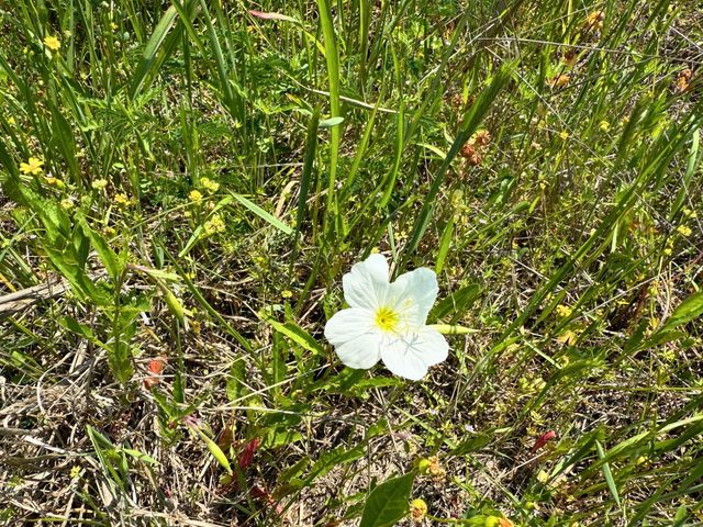 1 Lost Creek Road, Lovelady, TX 75851