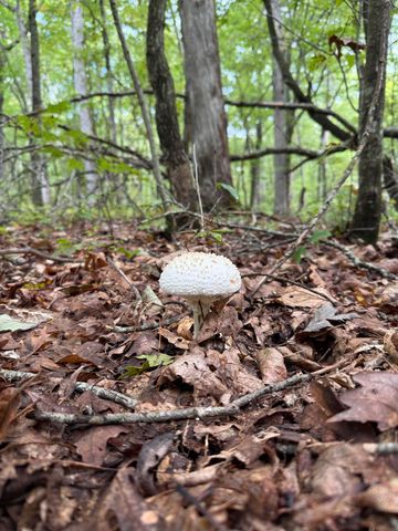 1232 Mountain Creek Road, Crossville, TN 38572