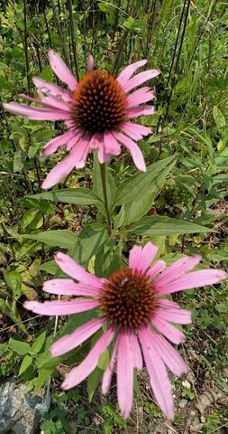 1232 Mountain Creek Road, Crossville, TN 38572