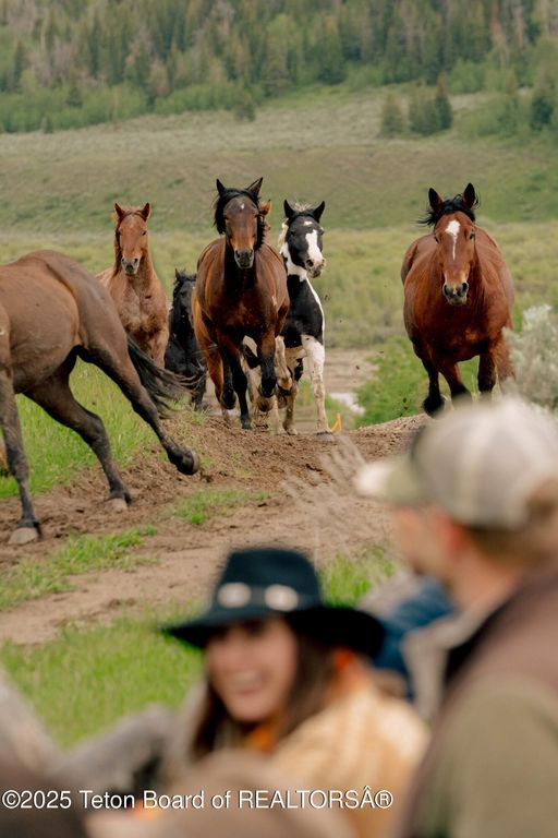 24700 E COTTONWOOD CREEK Road, Kelly, WY 83011 photo 31