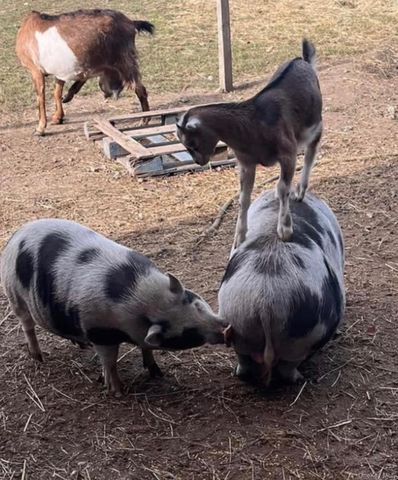 315 Bellvale Lakes Road, Warwick, NY 10990