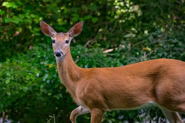 164 Echo Lane, Ellijay, GA 30540