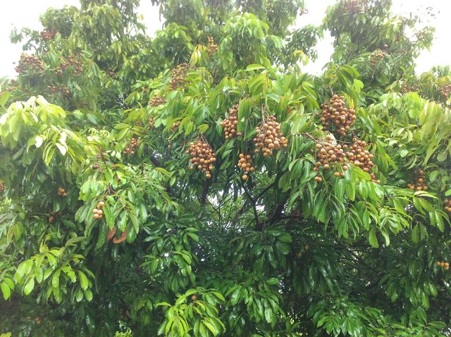 4001 Avocado Boulevard, West Palm Beach, FL 33411